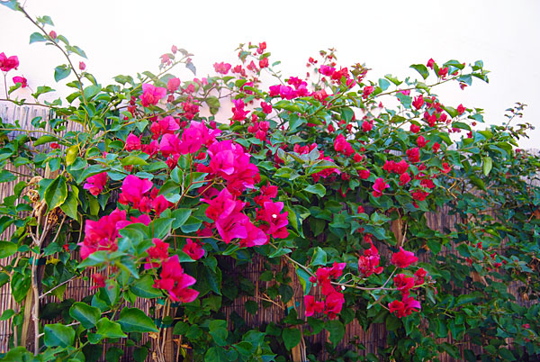 bougainvillea-lowes.jpg