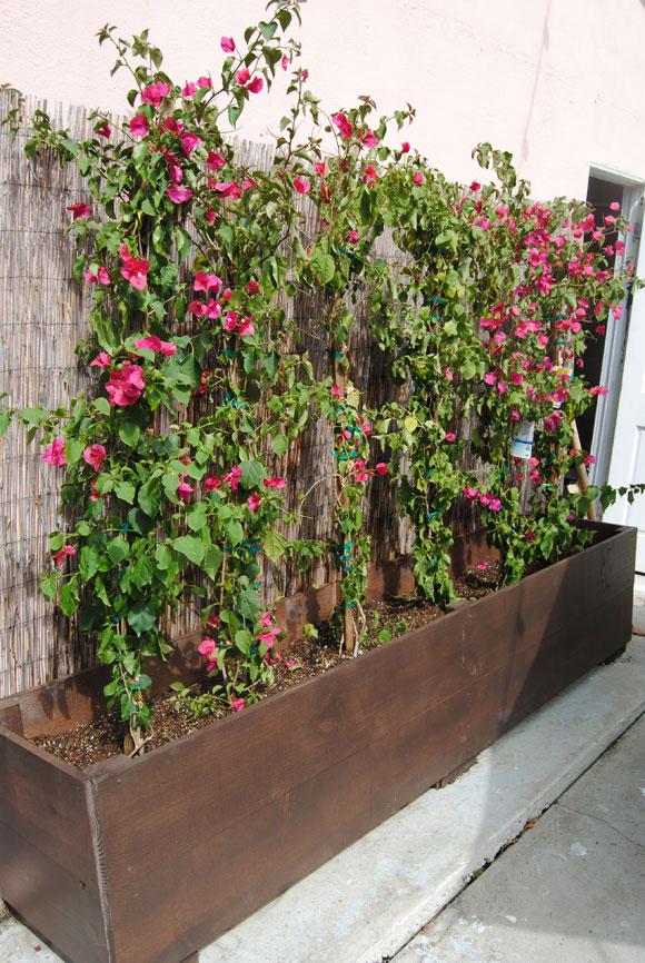 bougainvillea-planted.jpg