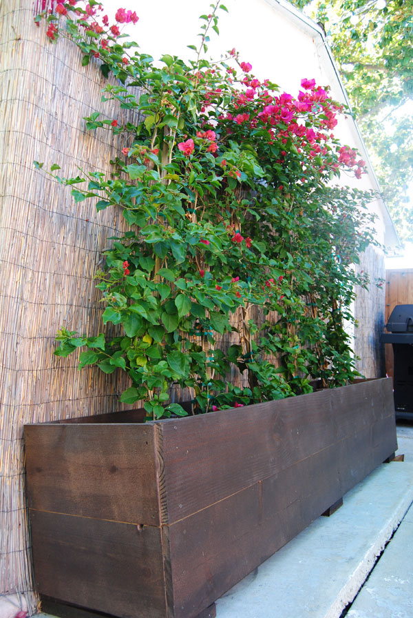 bougainvillea-planter-box.jpg