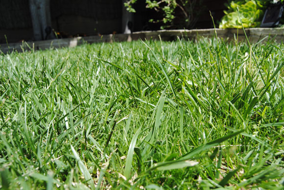 grass-closeup.jpg