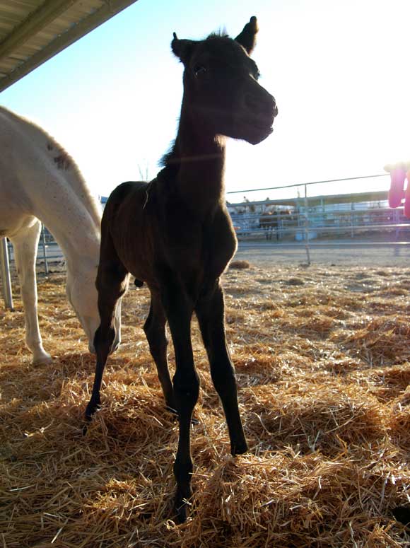 horse-foal-ranch.jpg