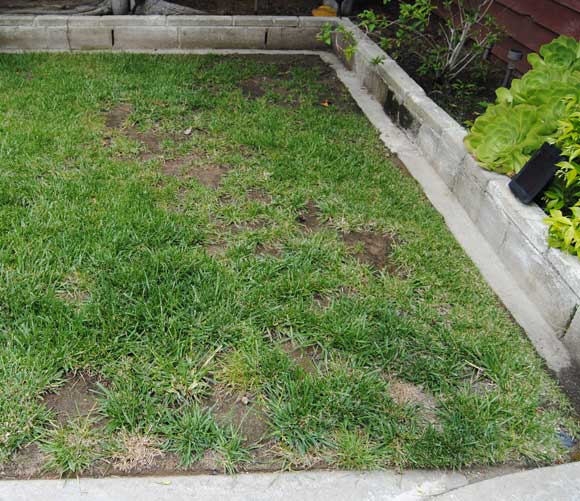 lawn-before.jpg