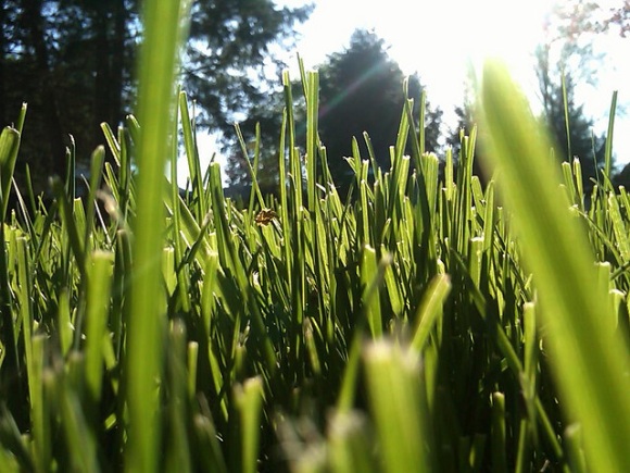 le-grass.jpg