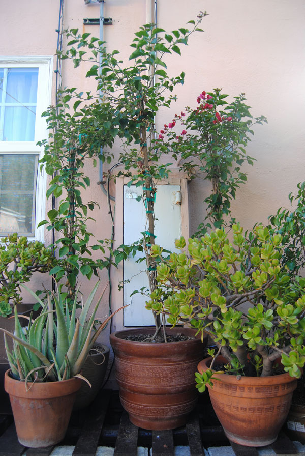 lowes-bougainvillea.jpg