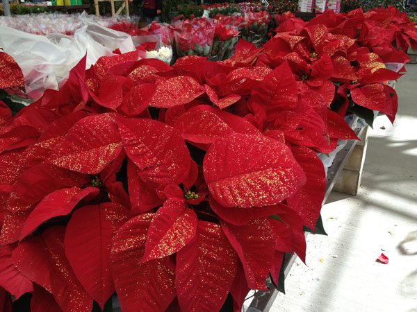 lowes-poinsettia.jpg