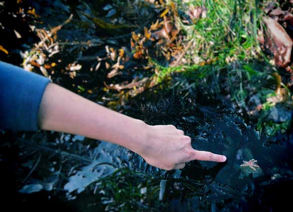 tidepools-starfish.jpg