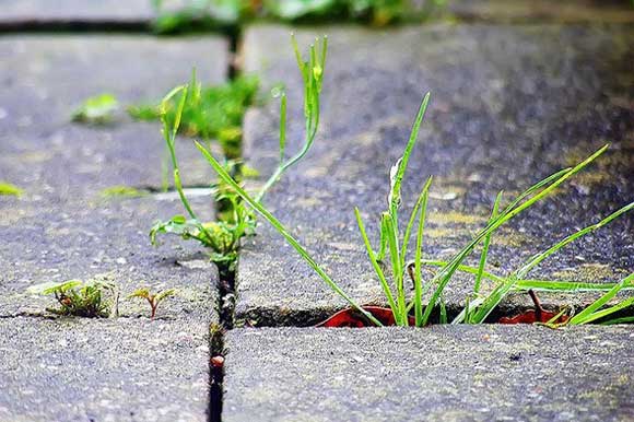 weed-killers-nontoxic.jpg