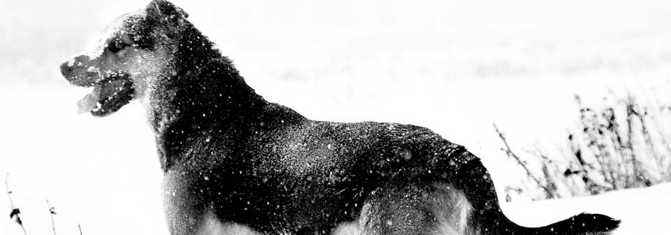 dog-snow-large