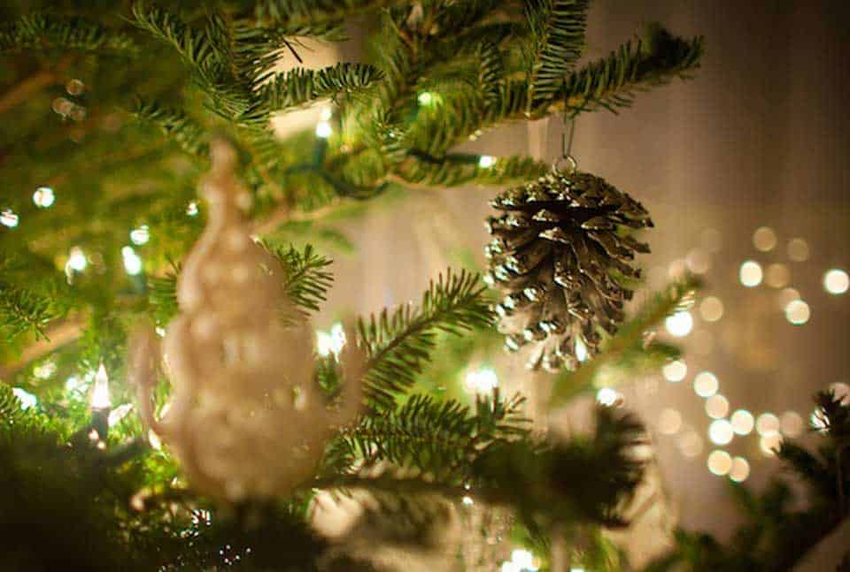 live-christmas-tree-care