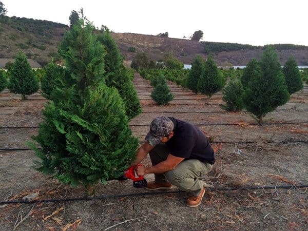 How To Cut Your Own Christmas Tree