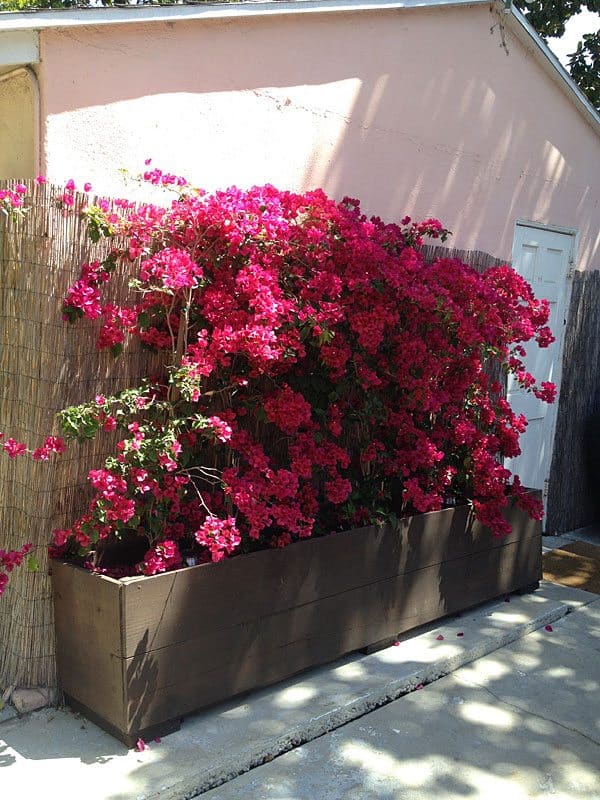 bougainvillea-boxes