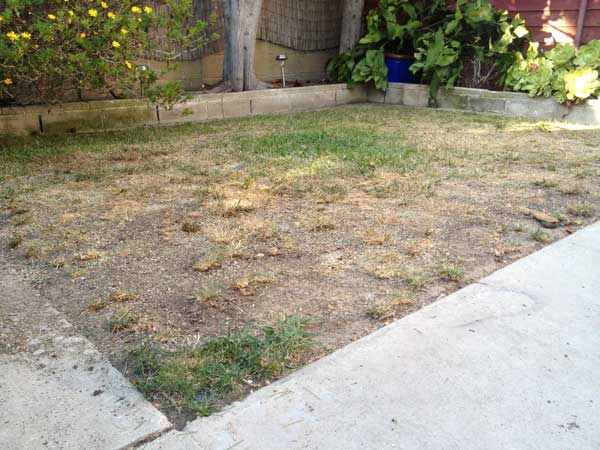 dry-lawn