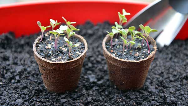 winter-gardening-sprouts