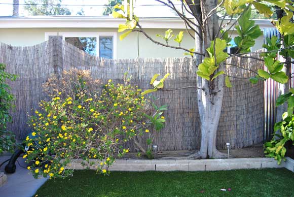 privacy-fence-before