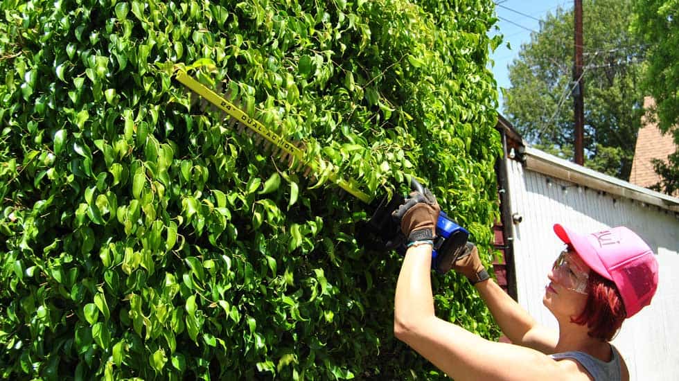 lowes kobalt hedge trimmer featured