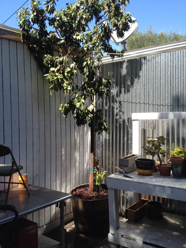 whiskey-barrel-planter-tree