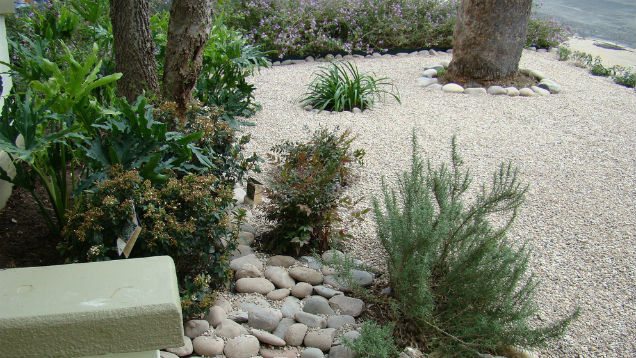 How to Convert Your Lawn to Drought-Tolerant Native Plants