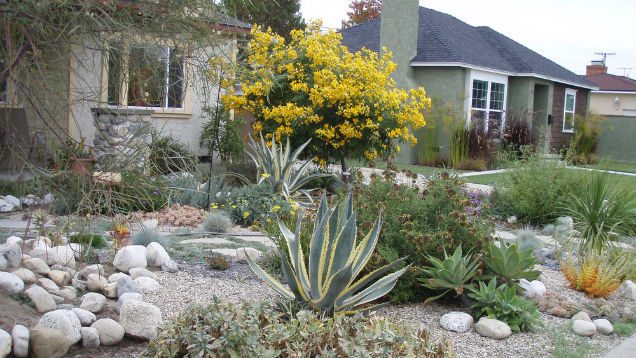 How to Convert Your Lawn to Drought-Tolerant Native Plants