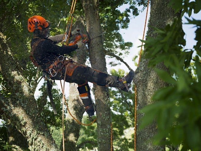 Arborist working with battery top handle chainsaw T536Li XP