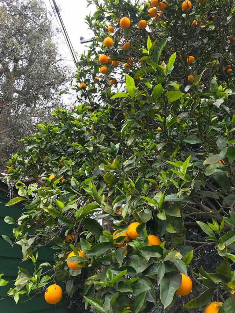 orange tree