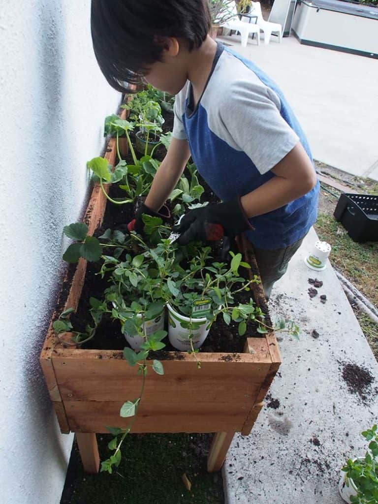 plant garden