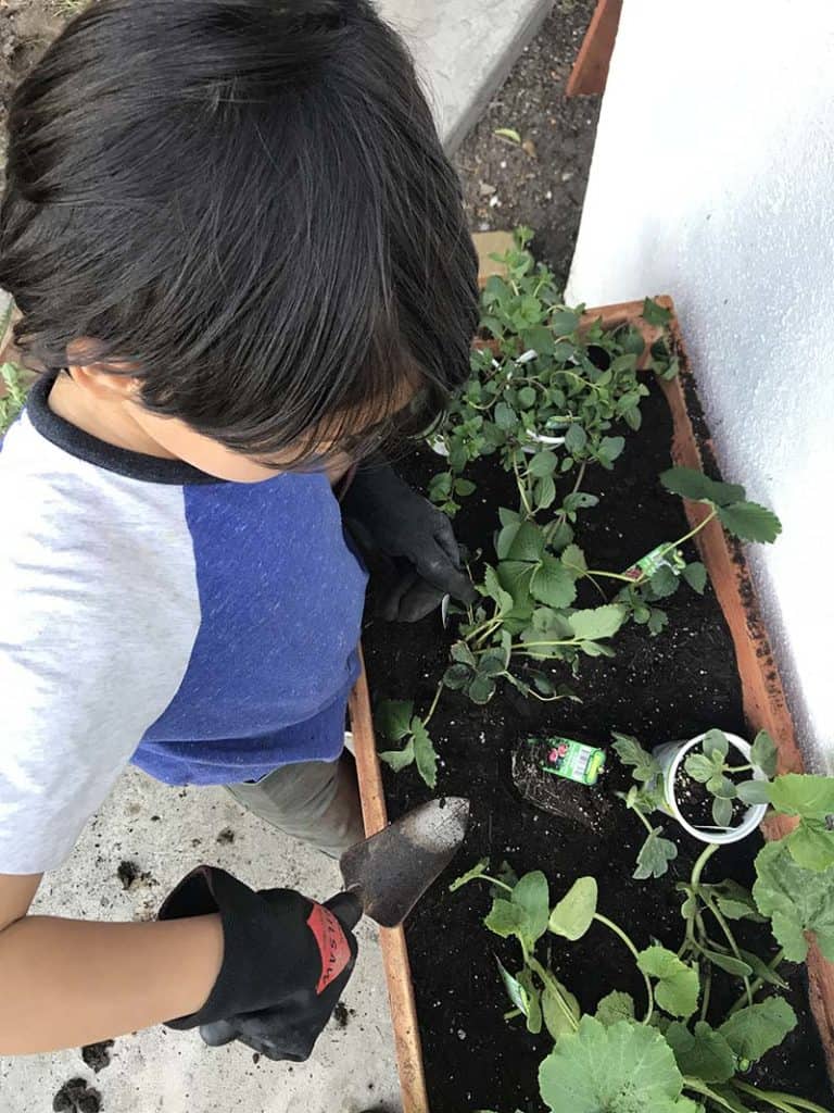 planting plants