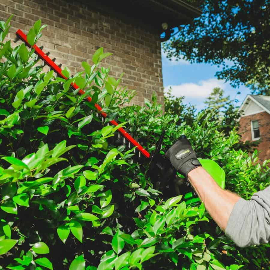 hedge trimmer