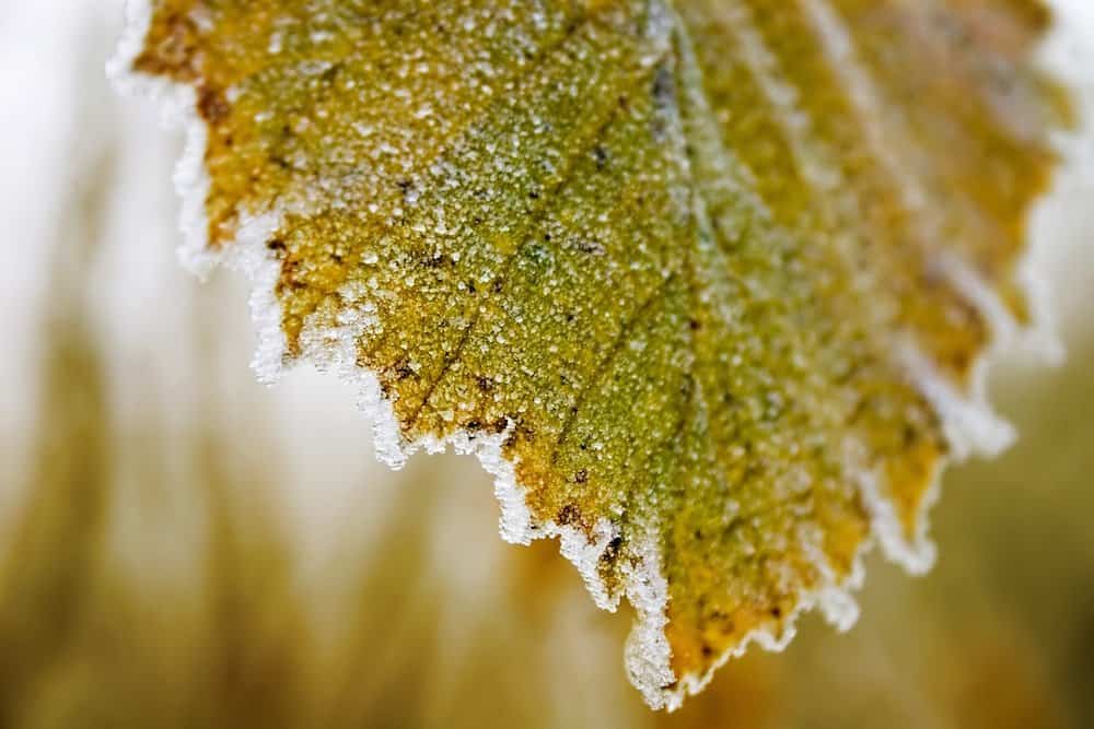 frozen leaf