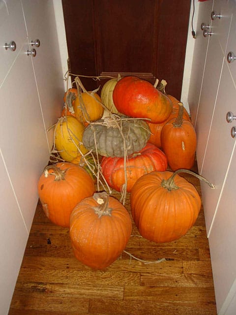 matthew gray gubler pumpkins