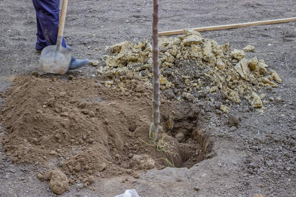 planting a tree when ground is thawed