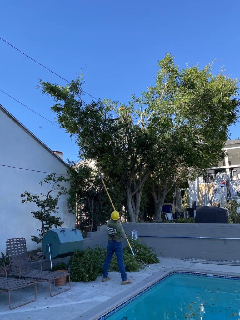 ficus tree trimming
