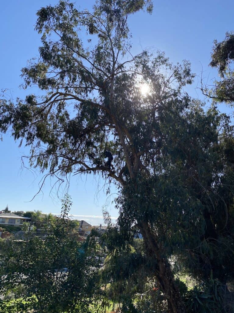 eucalyptus tree trimming
