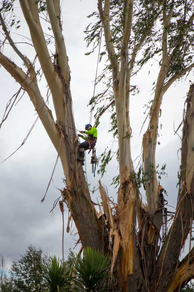 tree trimming