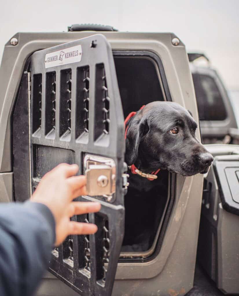 How to Travel With Big Dogs Safely