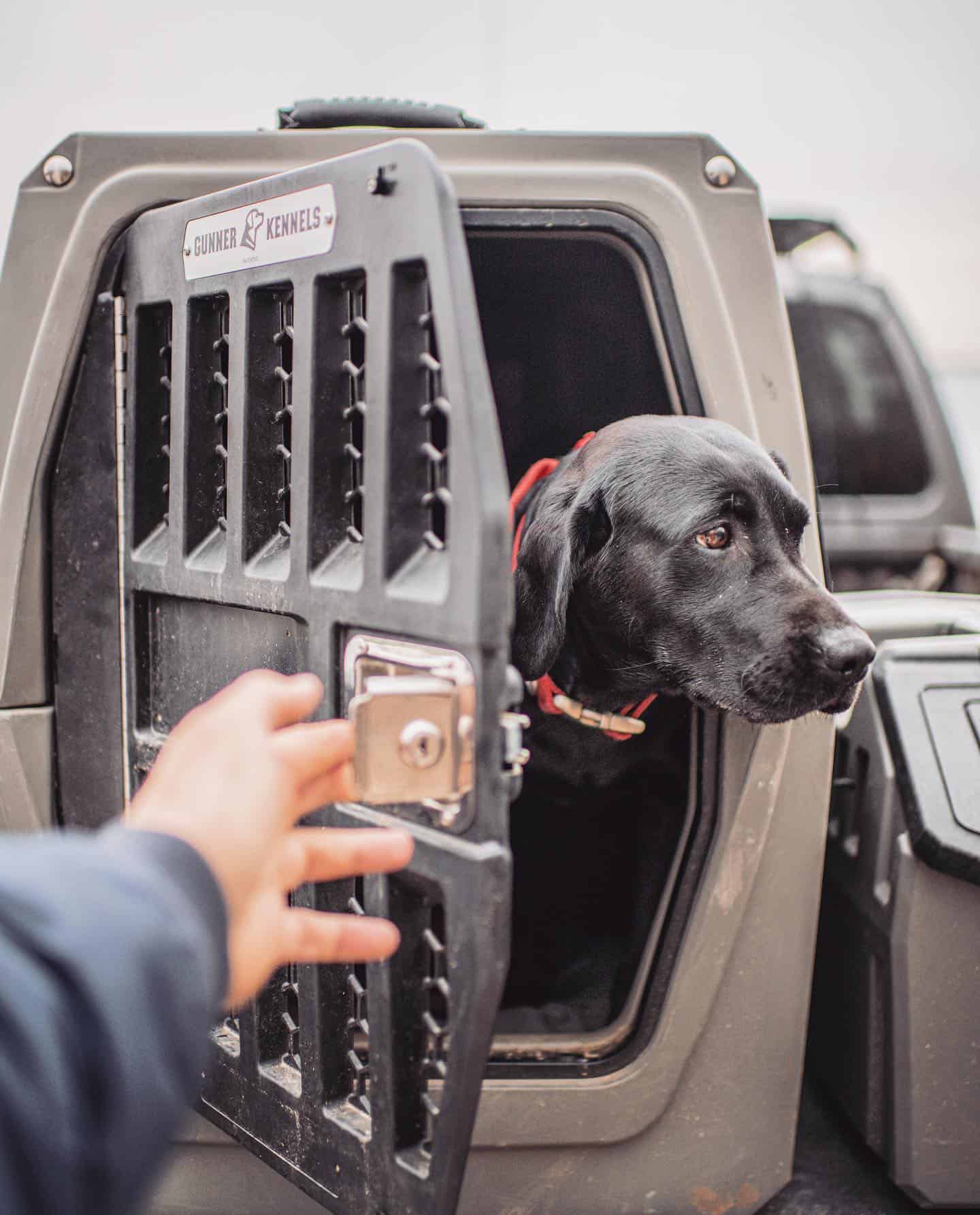 How to Travel With a Big Dog  