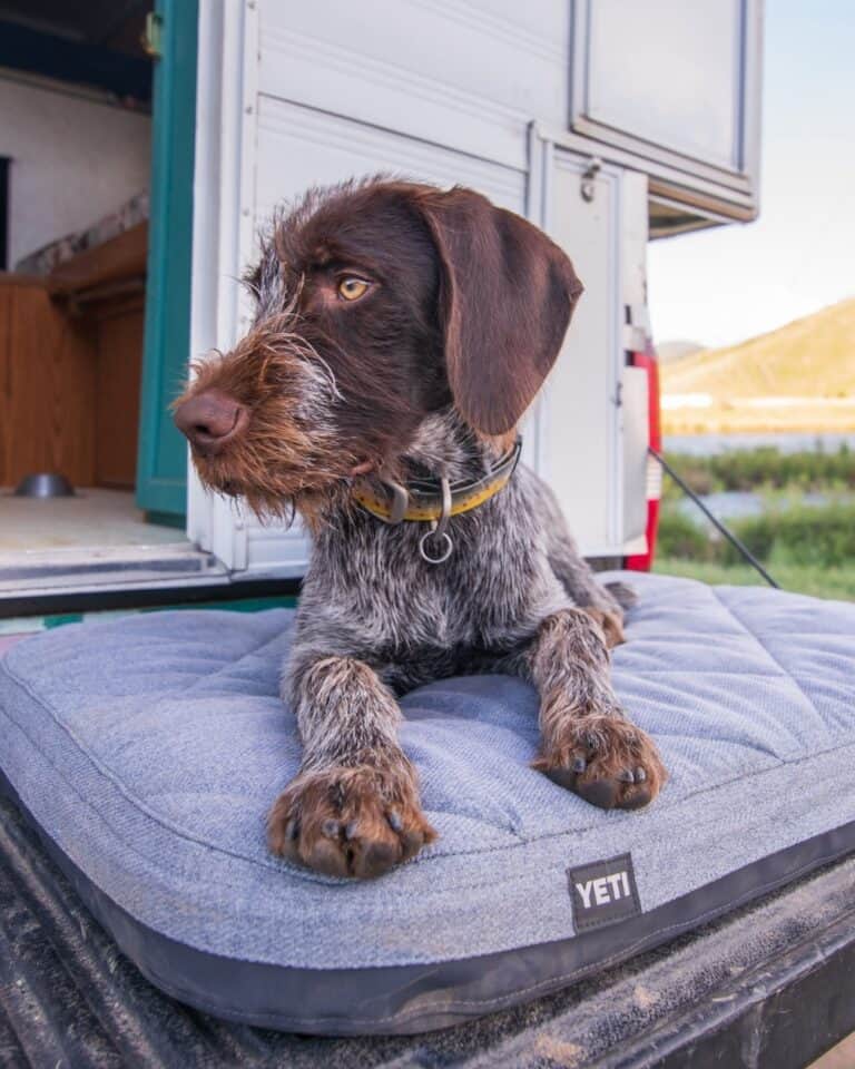 Beyond the Cooler The Top 5 YETI Products You Didn't Know You Needed