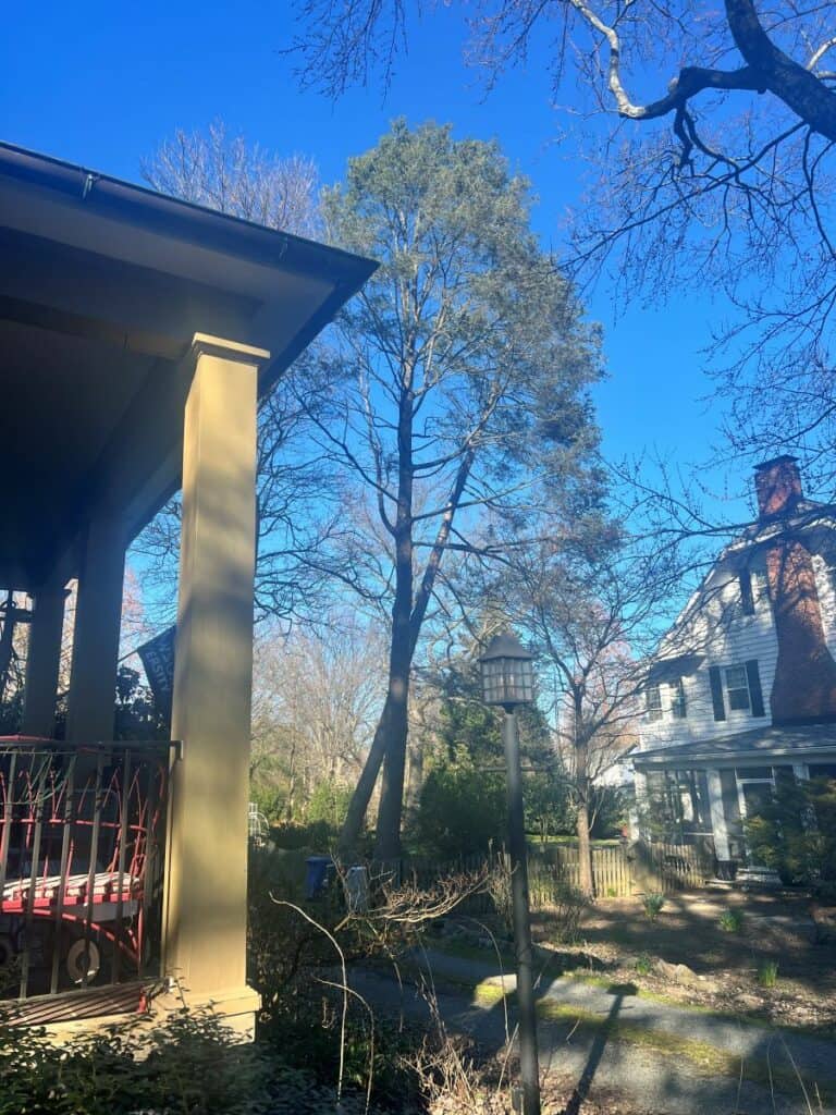 Tall Pine Tree Tilting Towards a House