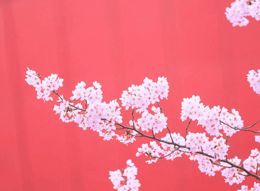 Where to Find the Best Wholesale Artificial Cherry Blossom Branches for Homes and Indoor Spaces 1 cherry blossom