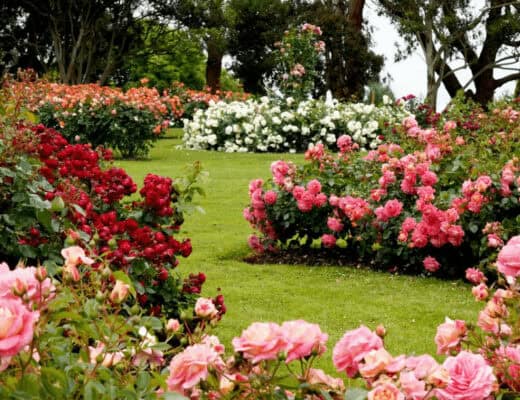 garden