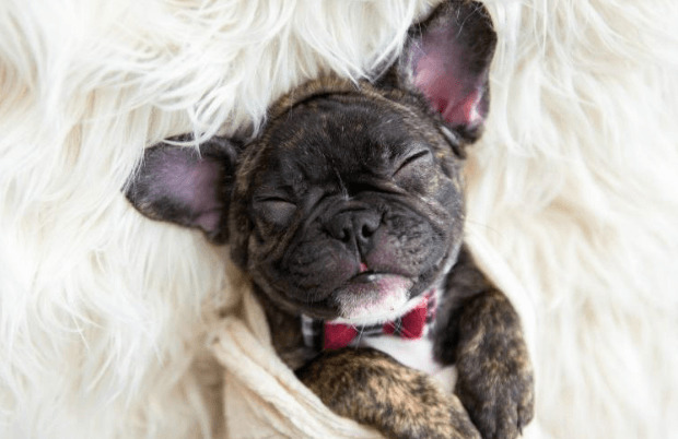 How New Pet Parents Can Find a Puppy Online Without Getting Burned 1 a cute puppy