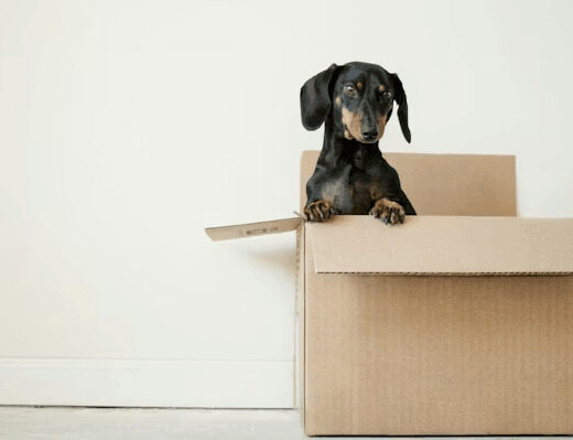 Dog sitting on cardboard moving box
