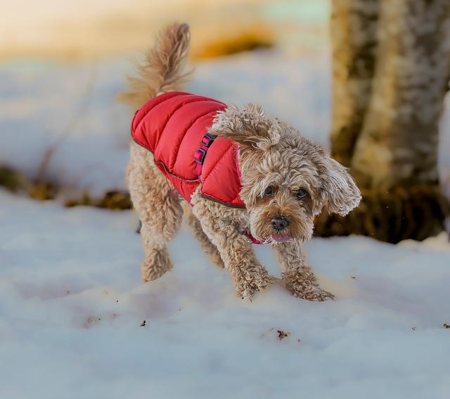 How New Pet Parents Can Find a Puppy Online Without Getting Burned 2 find a puppy