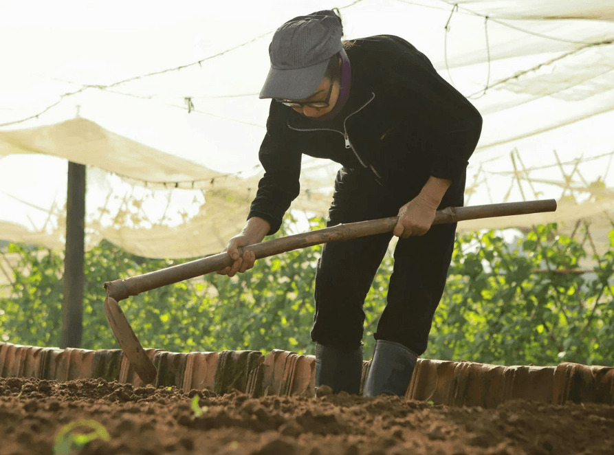 The Therapeutic Garden: Why Getting Your Hands Dirty Is Good for Your Mind 2 gardening