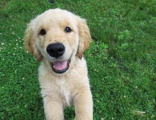 How New Pet Parents Can Find a Puppy Online Without Getting Burned 88 How New Pet Parents Can Find a Puppy