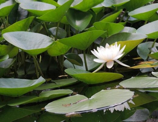 Solar Pond Filter Pump Buyer’s Guide