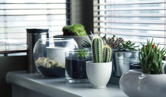Biophilic Touchpoints - low maintenance plants