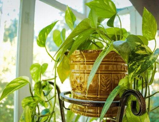 Biophilic Touchpoints That Make A Home Feel Better