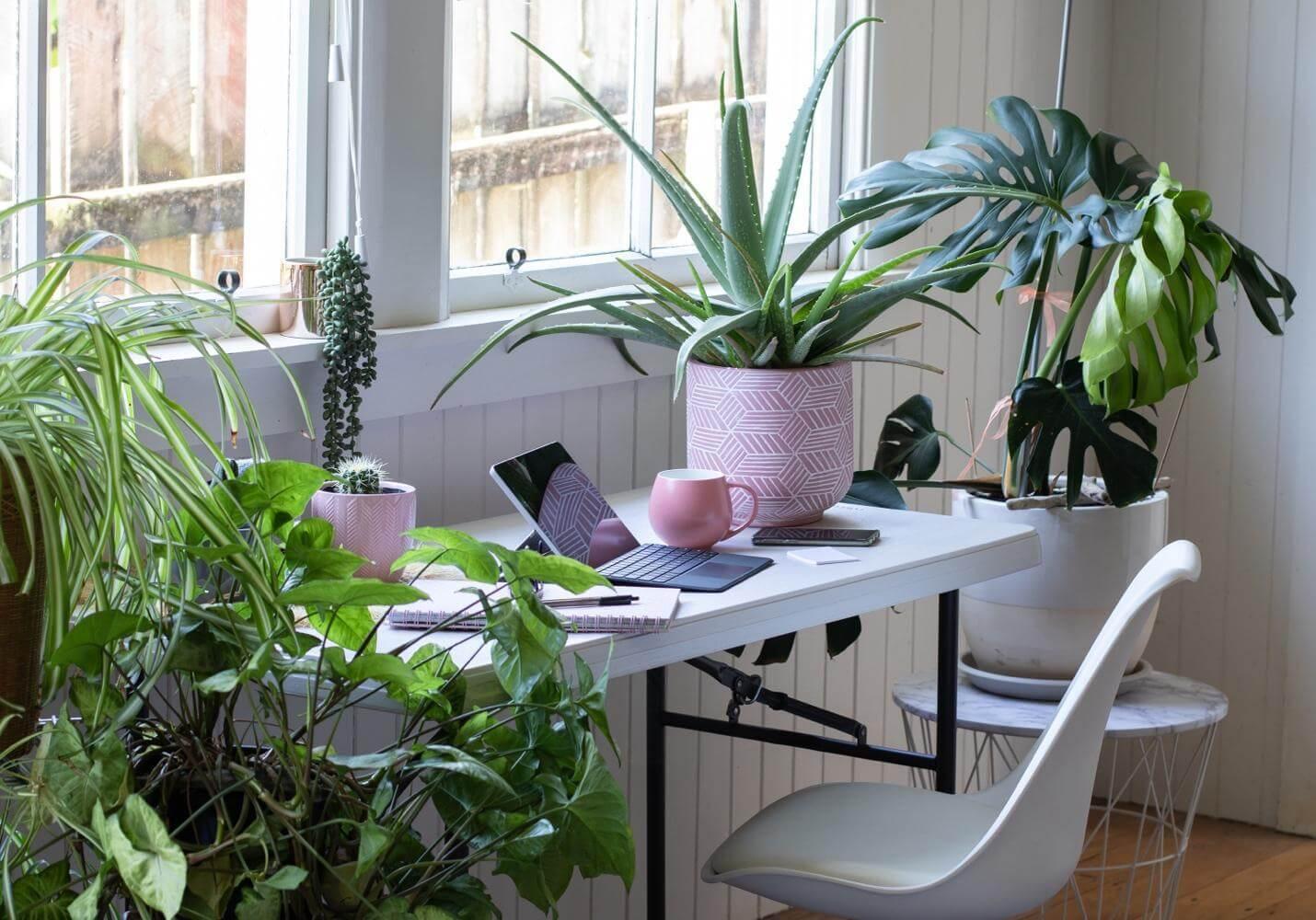 Desk with plants and a laptop