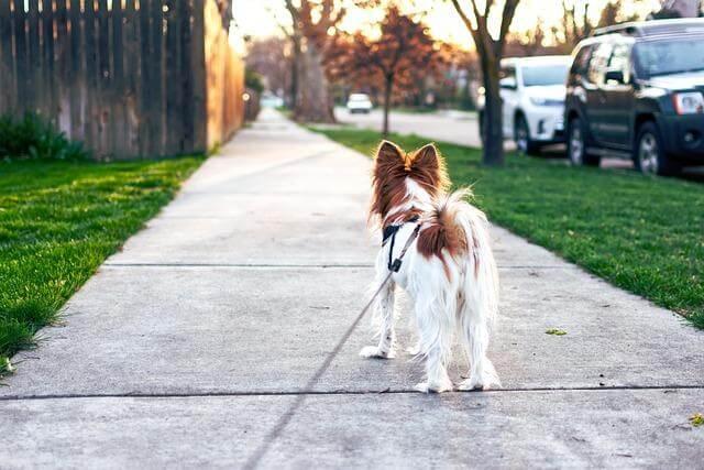 4 Questions Active Adults Ask Before Choosing the Right Neighborhood 2 A small brown and white dog walks
