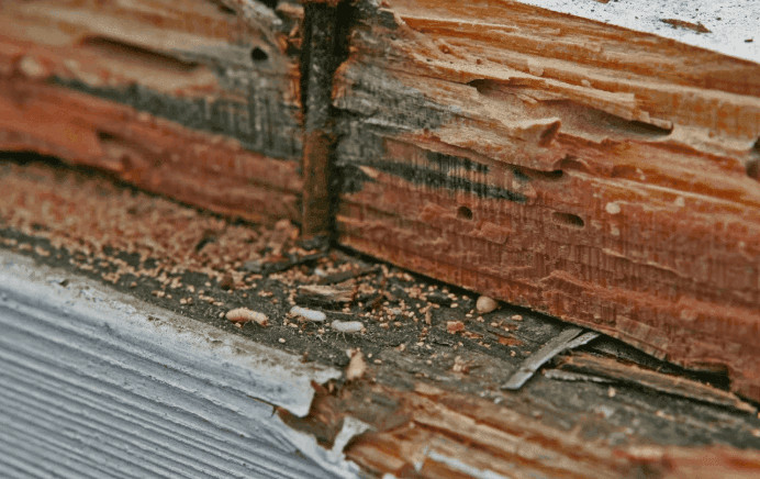 Can You File a Claim for Improper Termite Treatment? 1 Claim for Improper Termite Treatment